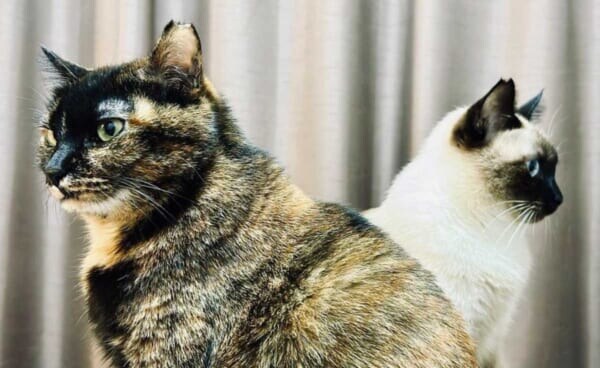 まるでキラとアスラン　背中合わせで佇む猫たちが「ガンダムSEED」のOPすぎる