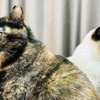 まるでキラとアスラン　背中合わせで佇む猫たちが「ガンダムSEED」のOPすぎる