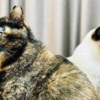 まるでキラとアスラン　背中合わせで佇む猫たちが「ガンダムSEED」のOPすぎる