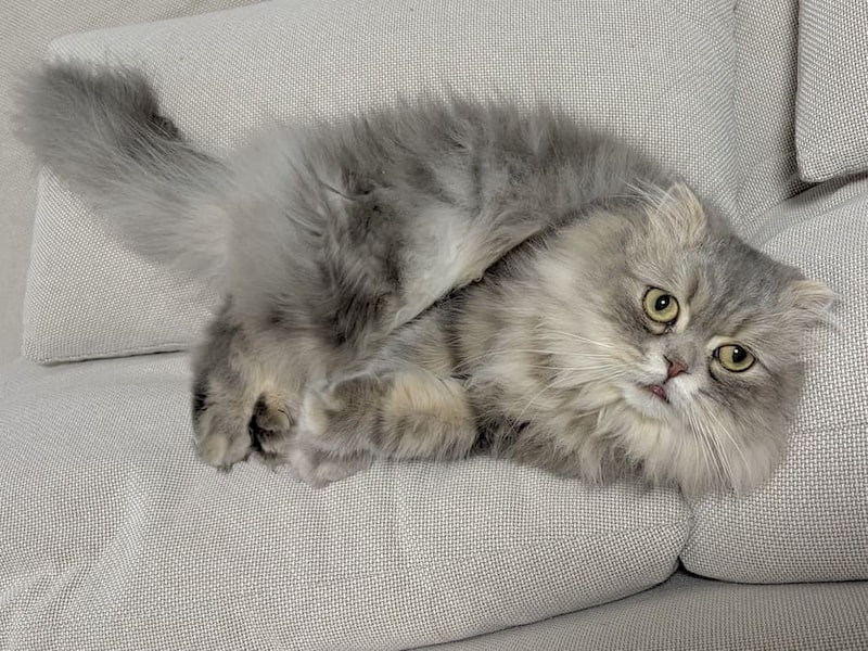 最初はちょこんと座っていた