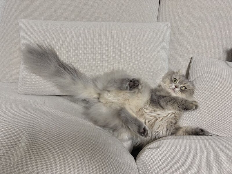 どんどんハマっていくロッシュくん