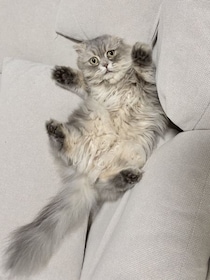 ソファの隙間に挟まり絶望顔 “不憫かわいい”スコティッシュフォールドが話題