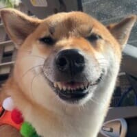 「おぬしも悪よのう」 柴犬の“悪巧み顔”に飼い主も爆笑