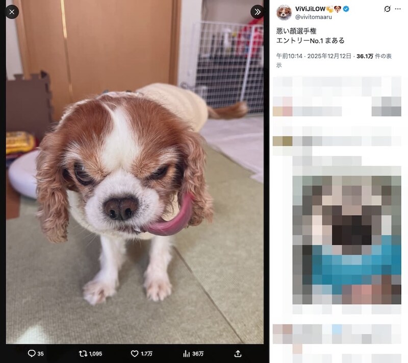 極悪フェイスのまあるちゃん