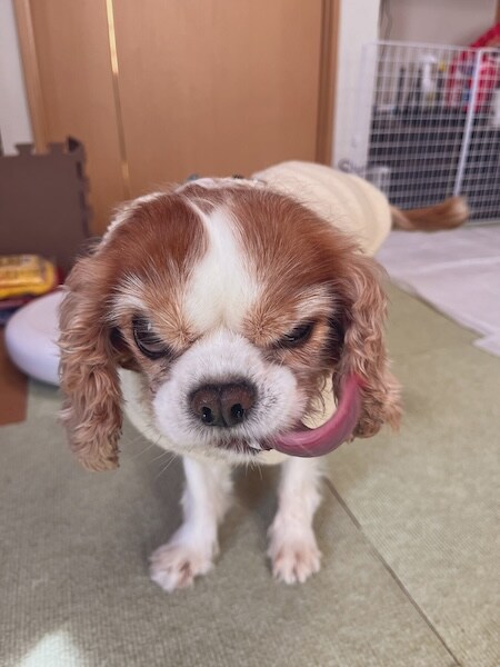 なんという極悪フェイス……！“ビビり”なキャバリアが見せる衝撃の表情