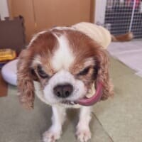 なんという極悪フェイス……！“ビビり”なキャバリアが見せる衝撃の表情