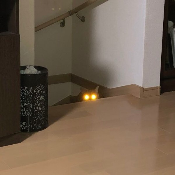 暗闇で目から強烈なビームを放つ猫ちゃん　「宇宙猫説ある」