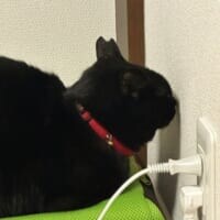 黒猫が壁と会話？　不思議すぎる「交信タイム」を激写