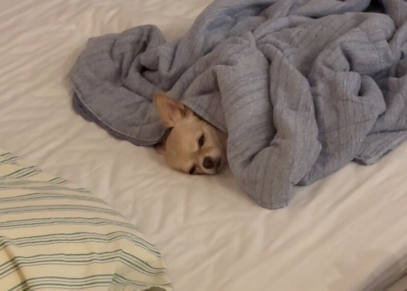 愛が深すぎるチワワ、パパと“喧嘩”すると……?ラブから一転の拗ねモードがかわいい