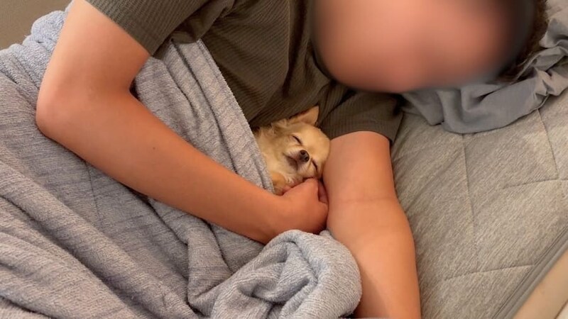 パパの腕の中で寝るニコちゃん