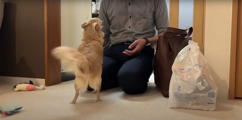 パパに“嬉しギレ”するニコちゃん