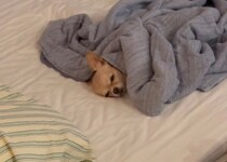 愛が深すぎるチワワ、パパと“喧嘩”すると……？ラブから一転の拗ねモードがかわいい