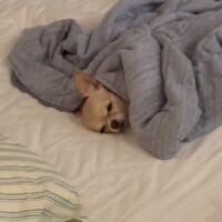 愛が深すぎるチワワ、パパと“喧嘩”すると……？ラブから一転の拗ねモードがかわいい