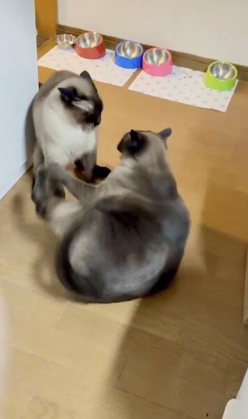 モエちゃんの威嚇