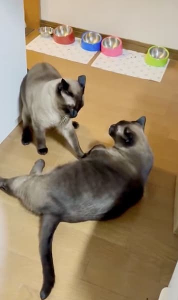 猫同士が一触即発！ピリピリした空気に“野次馬”猫たちが次々登場