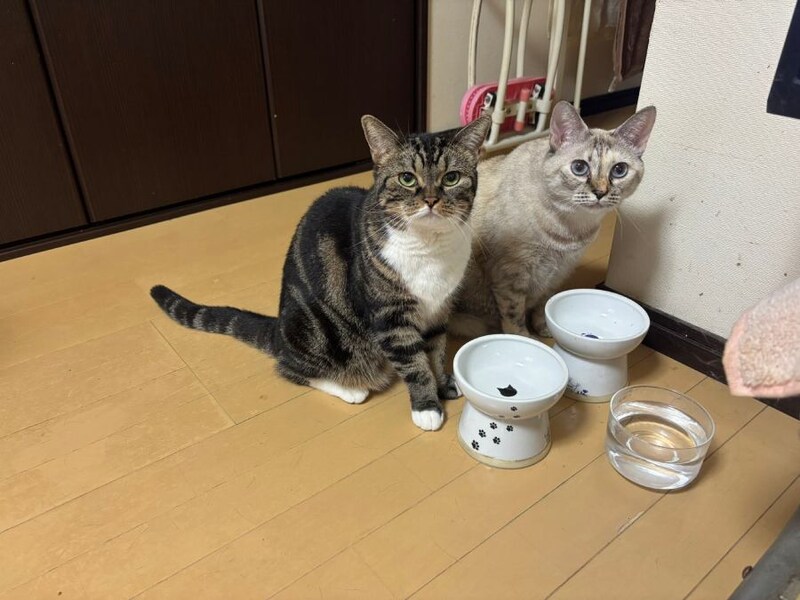 まるこちゃんときなこちゃん