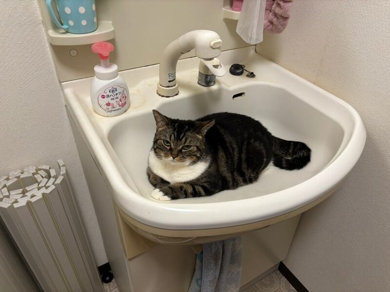 洗面台を独占する姿は普段からよく見られる