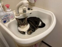 洗面台を完全占拠　歯を磨きたい飼い主を阻む猫の「涼しい居場所」