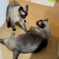 猫同士が一触即発！ピリピリした空気に“野次馬”猫たちが次々登場