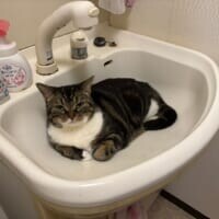 洗面台を完全占拠　歯を磨きたい飼い主を阻む猫の「涼しい居場所」