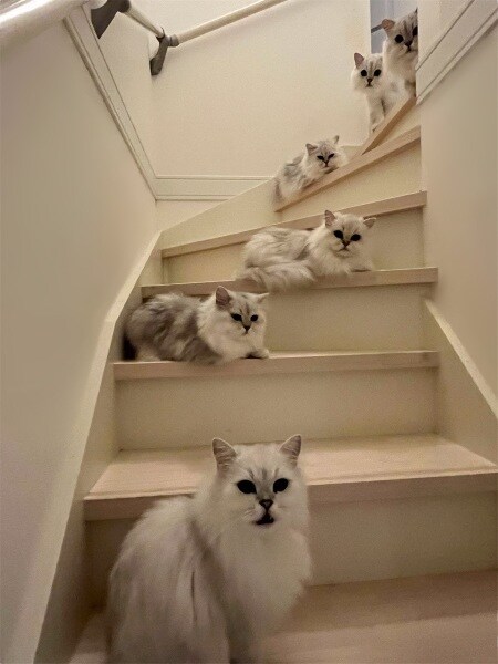 「階段が狭いとかの次元じゃない」 6匹の猫たちが段差を完全制圧