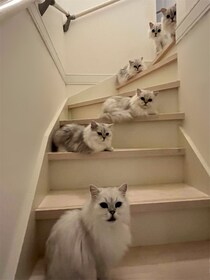「階段が狭いとかの次元じゃない」　6匹の猫たちが段差を完全制圧