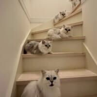 「階段が狭いとかの次元じゃない」　6匹の猫たちが段差を完全制圧