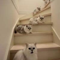「階段が狭いとかの次元じゃない」　6匹の猫たちが段差を完全制圧