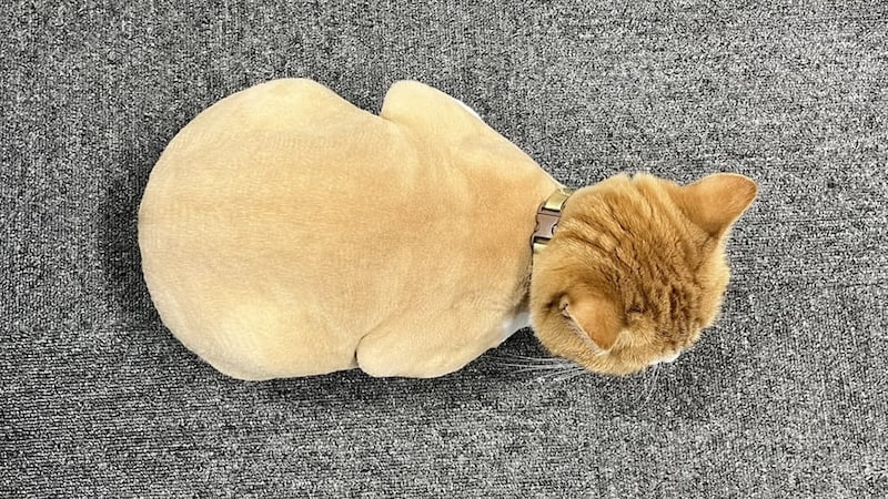 鳥ミング効果？ サマーカットした猫が“まごうことなき鶏肉”に