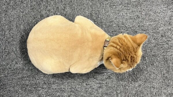 鳥ミング効果？ サマーカットした猫が“まごうことなき鶏肉”に