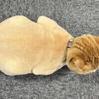 鳥ミング効果？ サマーカットした猫が“まごうことなき鶏肉”に