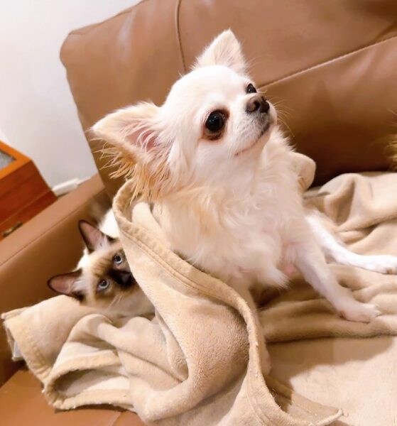 普段から微妙な距離感の2匹