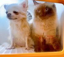 犬を乾かしていたら猫が不法侵入！？ドライルームでの予想外ツーショットに飼い主横転