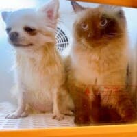 犬を乾かしていたら猫が不法侵入！？ドライルームでの予想外ツーショットに飼い主横転