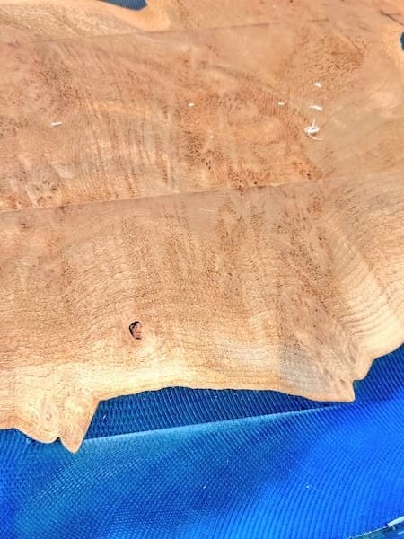 何の変哲もない木