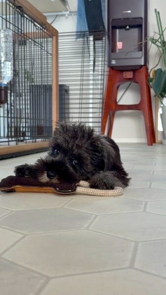 普段のセブンくん