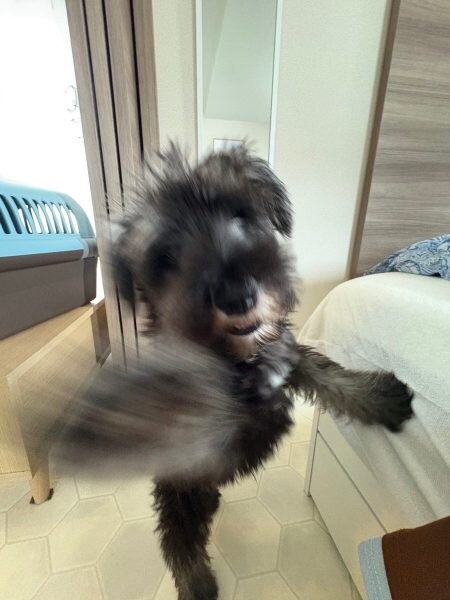 わんわんボクシング界に新星?強烈な「右フック」を繰り出すワンコ