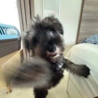 わんわんボクシング界に新星？強烈な「右フック」を繰り出すワンコ