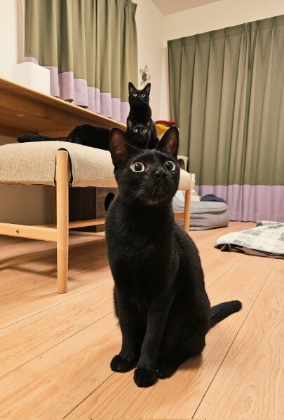 普段から黒猫ならではの不思議なショットは少なくありません