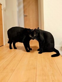 顔がひとつに見える？だまし絵のように重なった2匹の黒猫