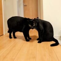 顔がひとつに見える？だまし絵のように重なった2匹の黒猫