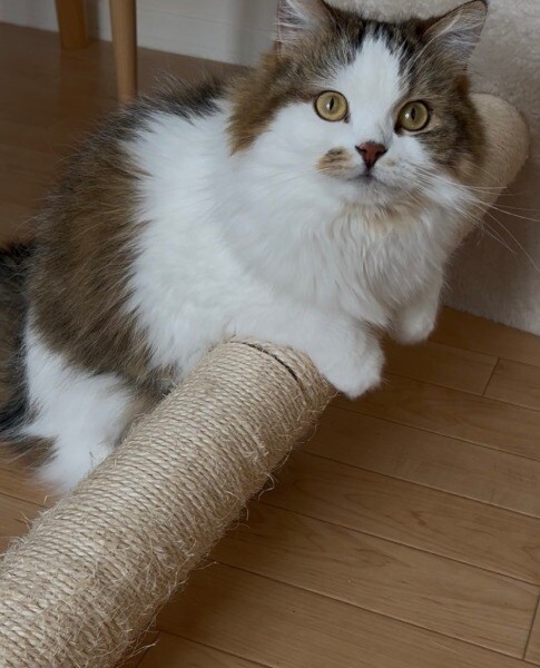 普段のこむぎちゃん