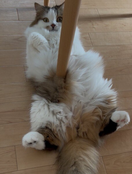 刺さってる!?猫のモフモフボディが生んだ錯覚写真に8万人がほっこり