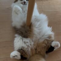 刺さってる！？猫のモフモフボディが生んだ錯覚写真に8万人がほっこり