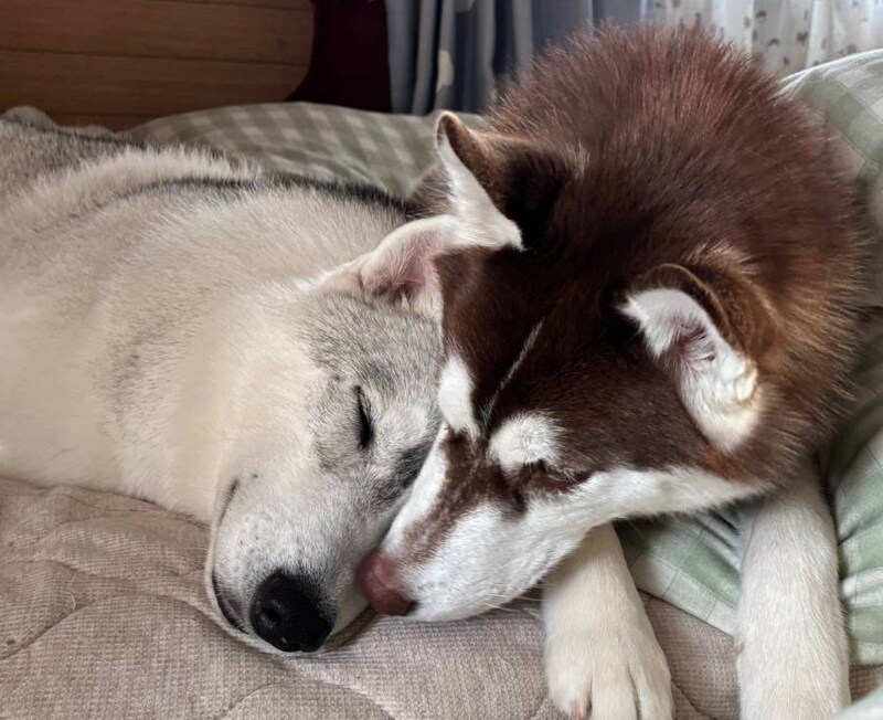 普段の2匹は「優しいお兄ちゃんとやんちゃな妹」という仲良し兄妹