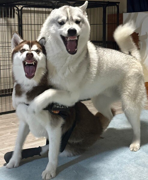 まるで怪獣大決戦！シベリアンハスキー兄妹の“顔芸”が凄まじい迫力