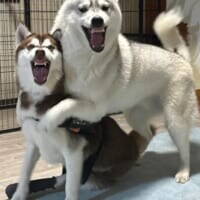 まるで怪獣大決戦！シベリアンハスキー兄妹の“顔芸”が凄まじい迫力