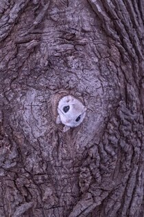 巣穴から出てくるモモンガがめちゃくちゃかわいい！北海道で撮影された1枚に癒やされる