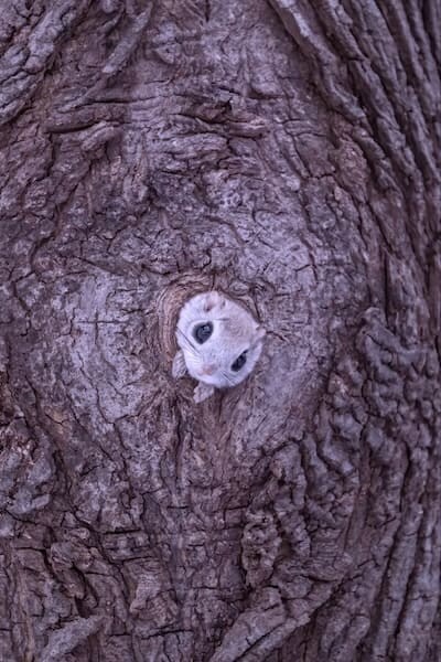 巣穴から出てくるモモンガがめちゃくちゃかわいい!北海道で撮影された1枚に癒やされる