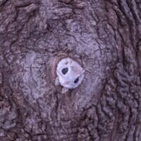 巣穴から出てくるモモンガがめちゃくちゃかわいい！北海道で撮影された1枚に癒やされる